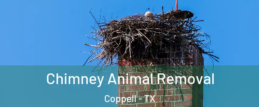 Chimney Animal Removal Coppell - TX