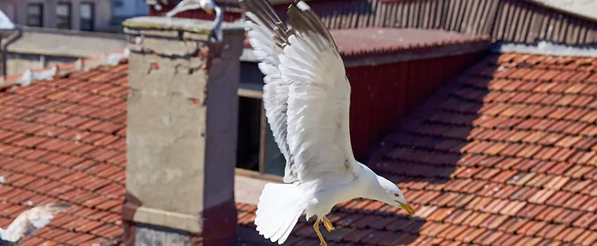 Residential Chimney Animal Removal Solution in Coppell, TX