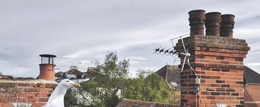 Chimney Cleaning And Restoration in Coppell, Texas